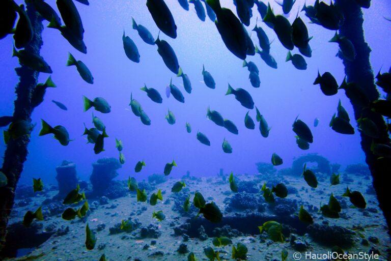 Read more about the article 4月3日のクラブ活動〜ワイキキ沖で沈船&リーフダイビング