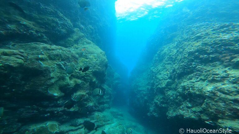 Read more about the article 6月16日 クラブ活動 〜 夏限定ポイント!シャークスコーブでダイビング!