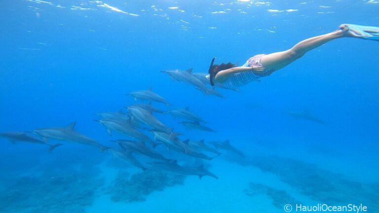 Read more about the article 親子で楽しめるウミガメ&イルカシュノーケリング!【3日間貸切ツアー】